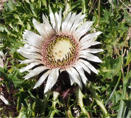 Photo de Carline acaule - Carlina acaulis