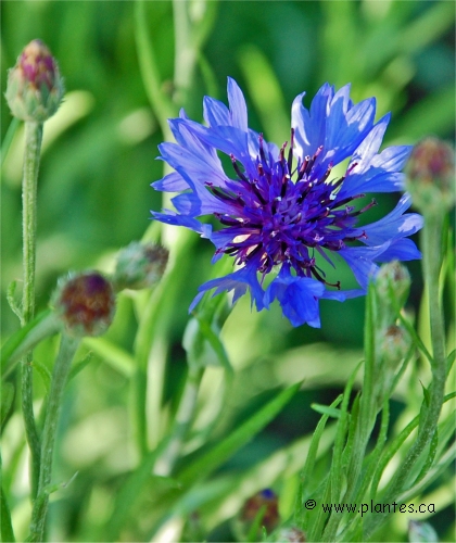 Photo de Centaur�e bleuet - Centaurea cyanus