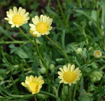 Photo de Chrysanth�me annuel - Chrysanthemum multicaule