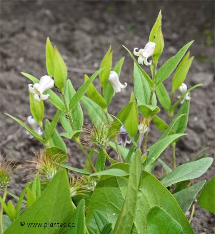 Photo de Cl�matite de Fremont - Clematis fremontii