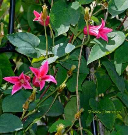 Photo de Cl�matite texensis - Clematis texensis 'Princess Diana'