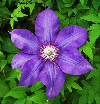 Photo de Cl�matite The president - Clematis 'The president'