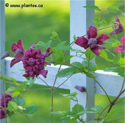 Photo de Cl�matite italienne - Clematis viticella purpurea plena elegans