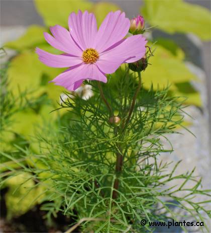 Photo de Cosmos bipenn� - Cosmos bipinnatus