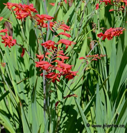 Photo de Montbr�tia - Crocosmia x crocosmiiflora