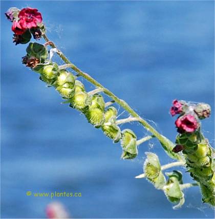 Photo des fleurs et fruits de Cynoglosse officinale - Cynoglossum officinale