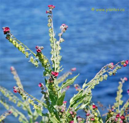 Photo de Cynoglosse officinale - Cynoglossum officinale