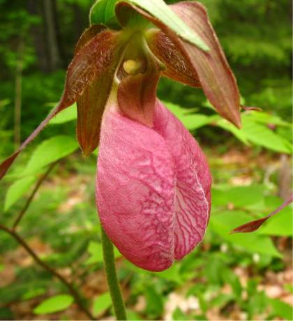 Photo de Crocus hybride - Cypripedium acaule