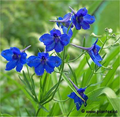 Photo de delphiniums hybrides - Delphinium grandiflorum 'Blue butterfly'
