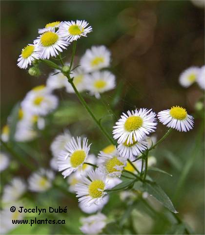 Photo d'�rig�ron hispide - Erigeron strigosus