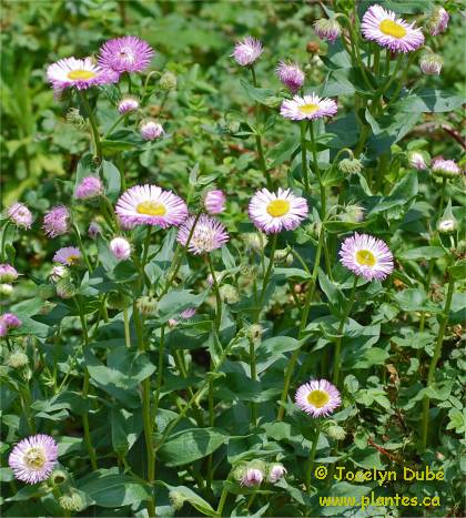 Photo de fleurs de Vergerette des jardins - Erigeron x hybridus