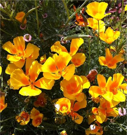 Photo de Pavot de Californie - Eschscholzia californica