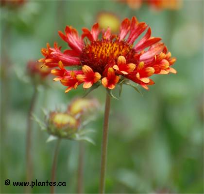 Photo de Gaillarde fanfare - Gaillardia x grandiflora 'fanfare'