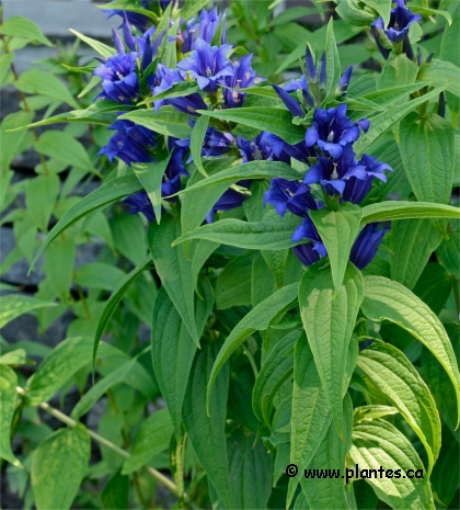 Photo de Gentiane � feuilles d'ascl�piade - Gentiana asclepiadea