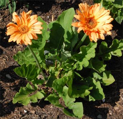 Photo de Marguerite du Transvaal oranges - Gerbera jamesonii
