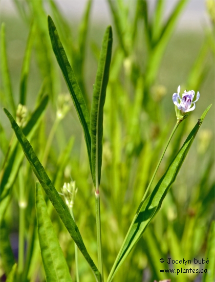 Photo de Carmantine d'Am�rique - Justicia americana