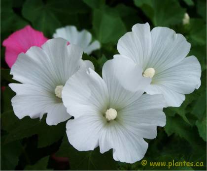 Photo de Lavat�re � grande fleurs - Lavatera trimestris 'Mont Blanc'