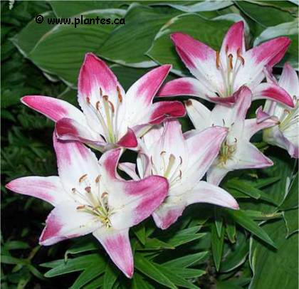 Photo de Lis asiatique Lollypop - Lilium 'Lollypop'