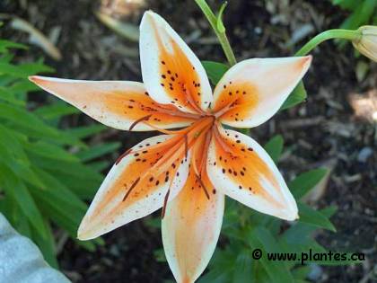 Photo de Lis asiatique - Lilium x hybridum 'Orange Electric'