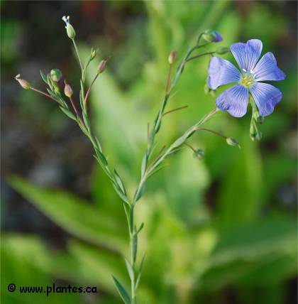 Photo de Lin cultiv� - Linum usitatissimum