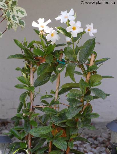 Photo de Mandevilla blanche - Mandevilla boliviensis