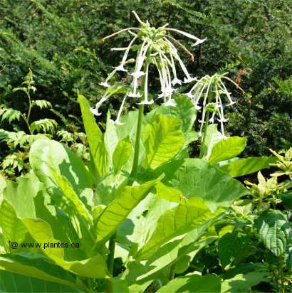 Photo de Tabac g�ant - Nicotiana sylvestris
