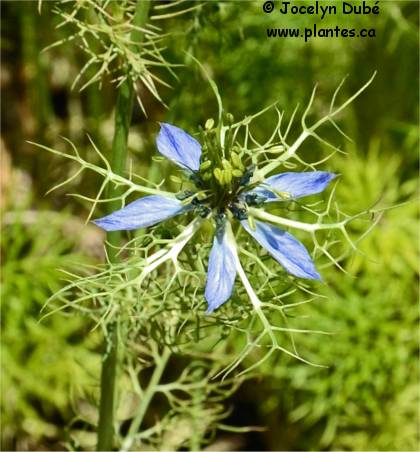 Photo de fleur de Cumin noir - Nigella sativa