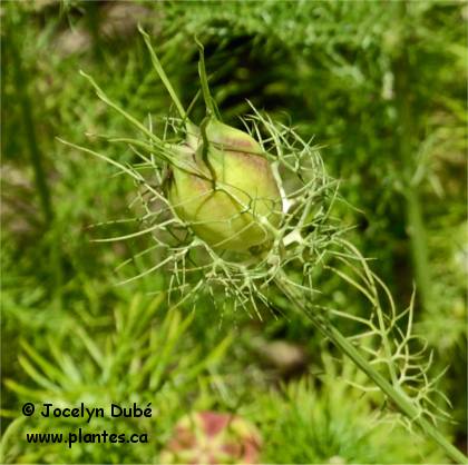 Photo de fruit de cumin noir - Nigella sativa