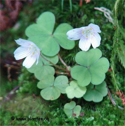 Photo d'Oxalide de montagne - Oxalis montana