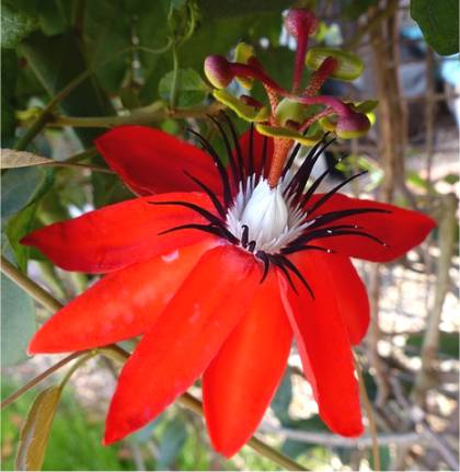 Photo de Passiflore �carlate - Passiflora coccinea
