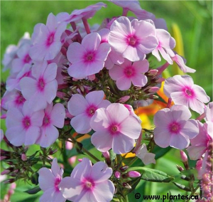 Photo de phlox macul� - Phlox maculata