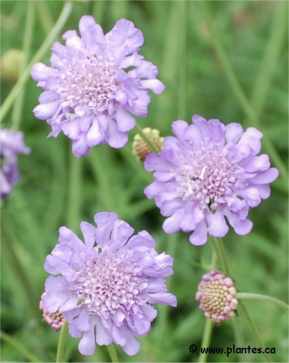 Fleurs de Scabieuse du Caucase - Scabiosa caucasica