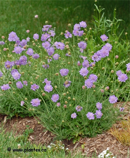 Photo de Scabieuse du Caucase - Scabiosa caucasica