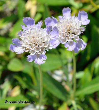 Fleurs de Scabieuse colombaire - Scabiosa columbaria