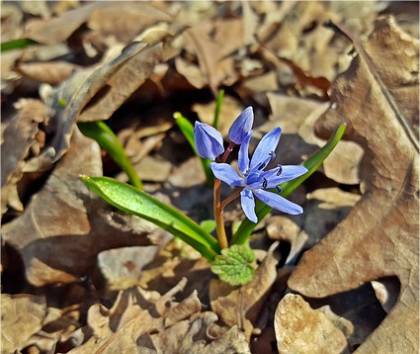 Photo de Scille � deux feuilles - Scilla bifolia