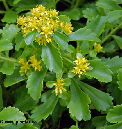 Photo de S�dum florif�re - Sedum floriferum