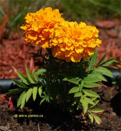 Photo d'Oeillet d'Inde - Tagetes patula