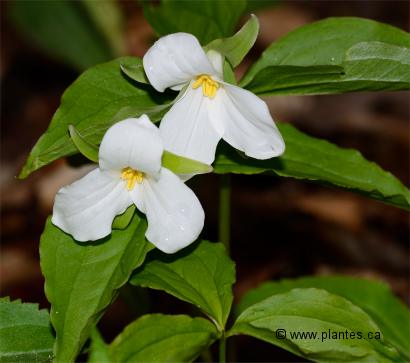 Photo de trille blanc - Trillium grandiflorum