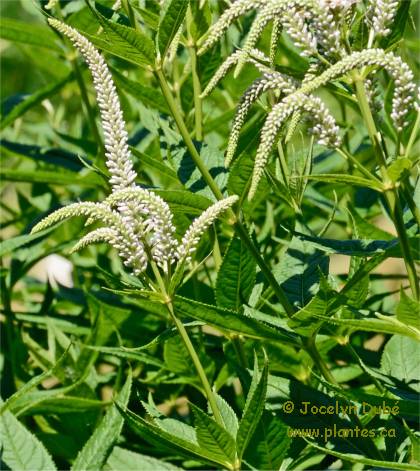 Photo de V�ronique de Virginie - Veronicastrum virginicum