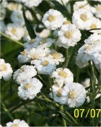 Achilea ptarmica The Pearl - Photo d'Achill�e Bouton d'argent