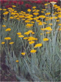 Achillea filipendula - Photo de fleurs Achill�e jaune