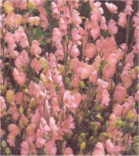Aconitum rubellum - Sabot de la vierge