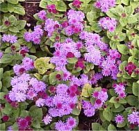 Ageratum - Ag�rate