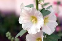 Photo de guimauve officinale - Althaea officinalis