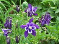 Photo d'une fleur aquilegia vulgaris
