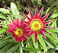 Arctotis - Photo de fleur gazanie