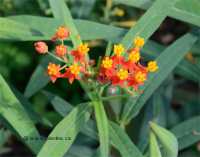Photo d'ascl�piade de Cura�ao - Asclepias curassavica
