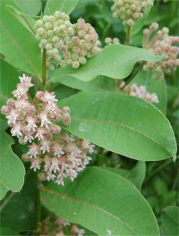 Photo d'Ascl�piades - Asclepias speciosa