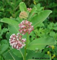 Photo d'Ascl�piades communes - Asclepias syriaca