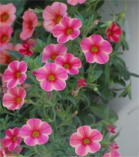 Photo de calibrachoa - Calibrachoa x hybrida